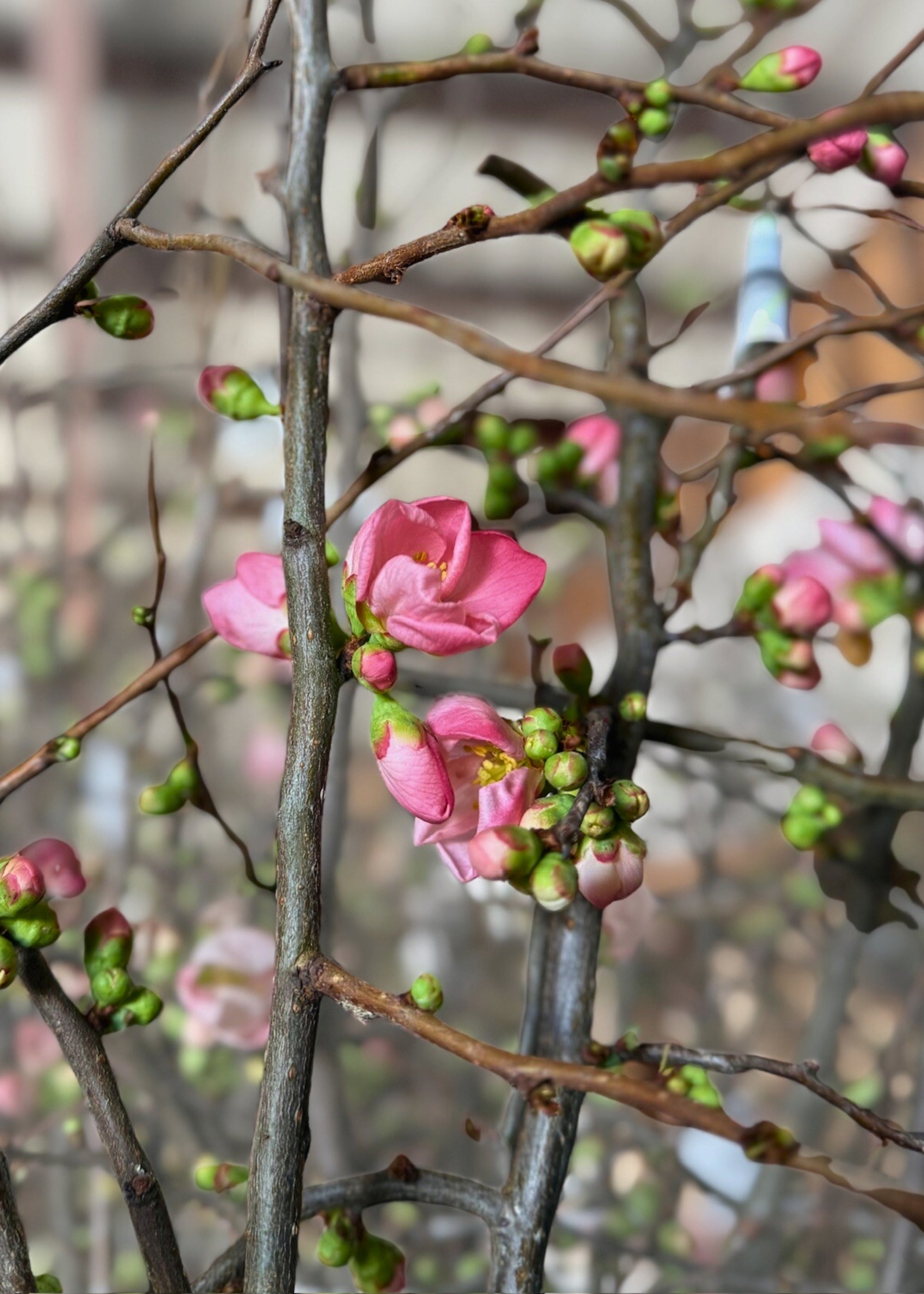 Fresh Quince Branches in Pink