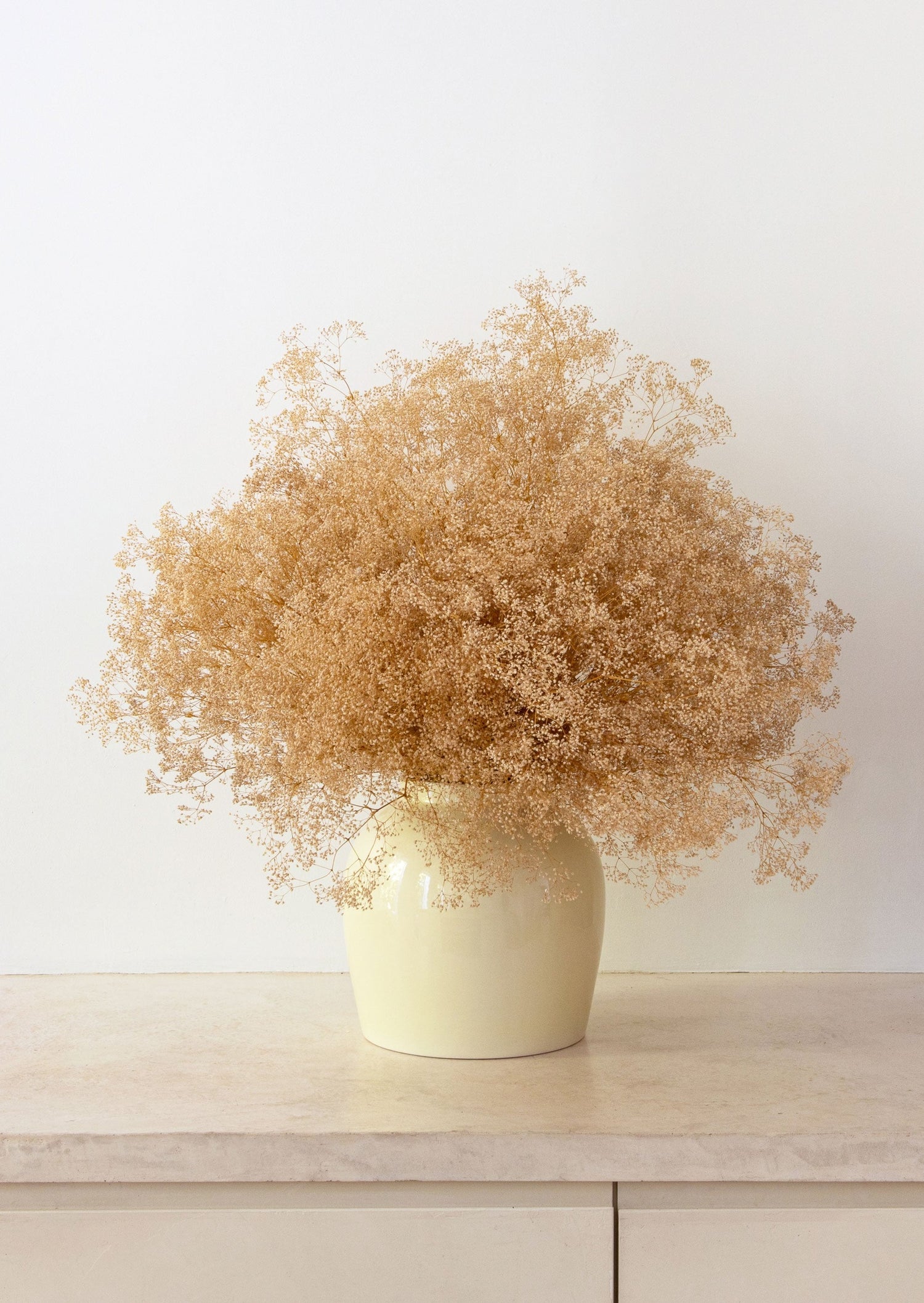 Natural Gypsophila in the Afloral Glossy Vase