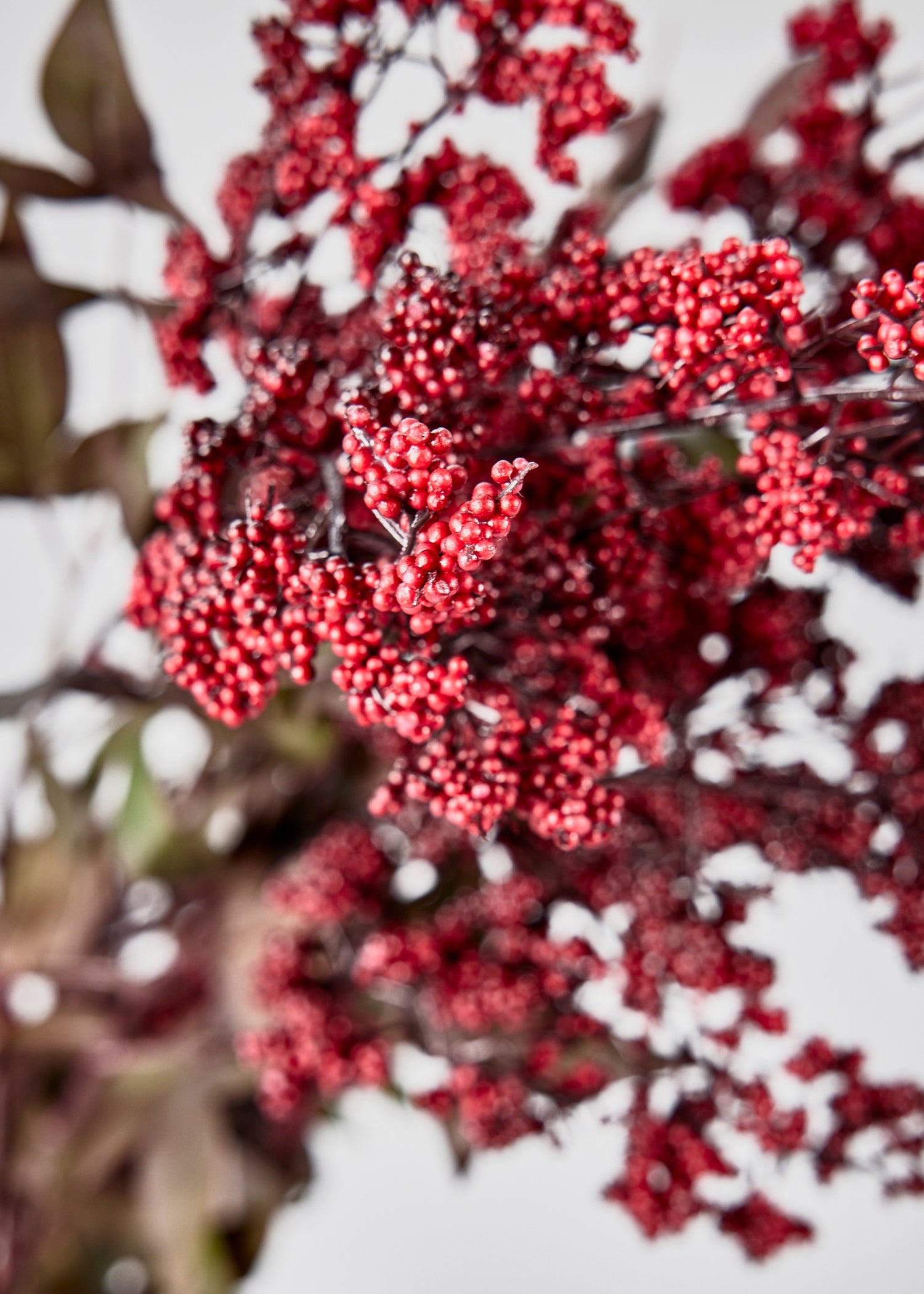 Close-up of Nandina Berry Branch
