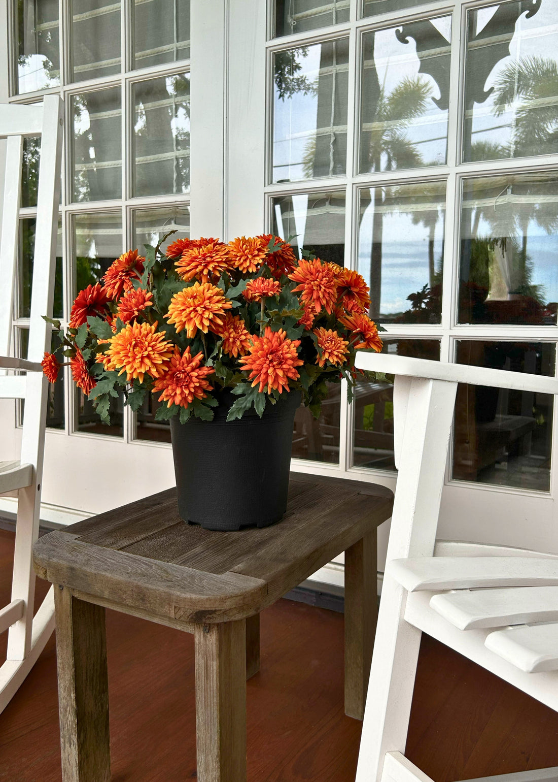 fall mum on front porch