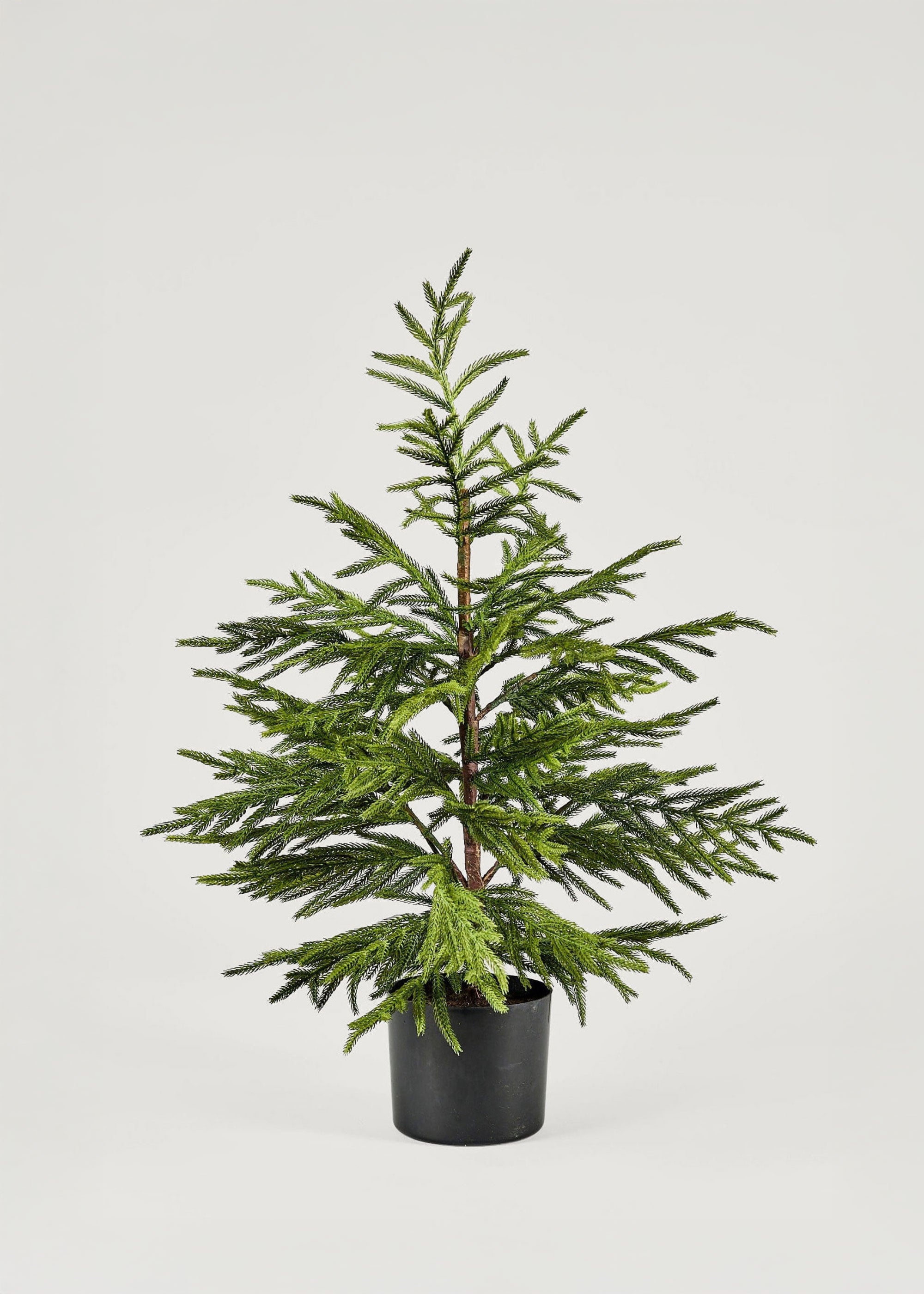 Winter Decor Potted Real Touch Norfolk Pine Tree at Afloral