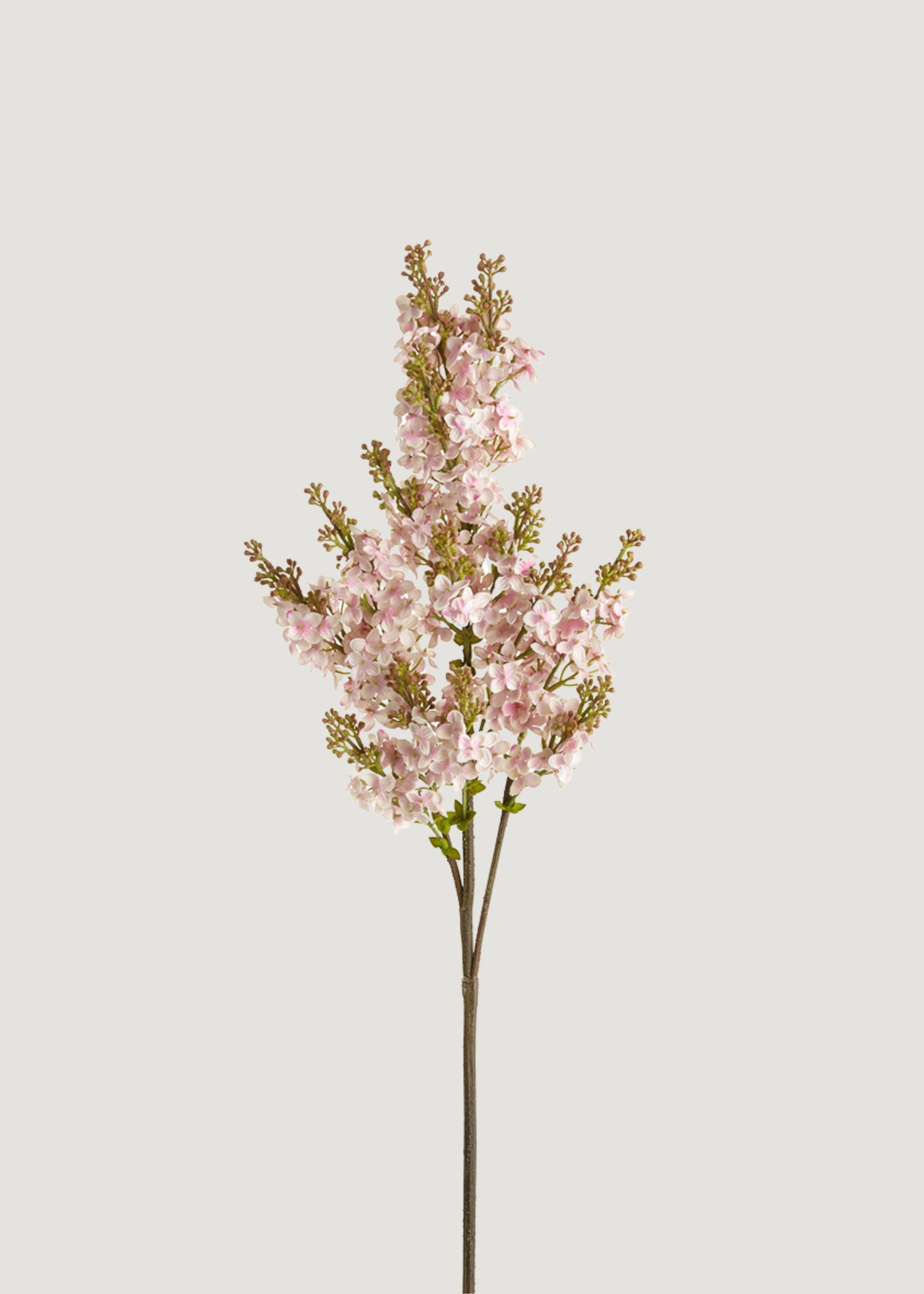 Blooming Lilac Branch