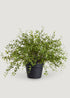 Faux Maidenhair Potted Plant