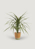Artificial Dracaena Succulent Plant in Pot