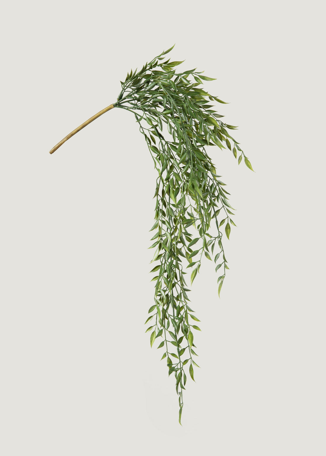 Hanging Ruscus