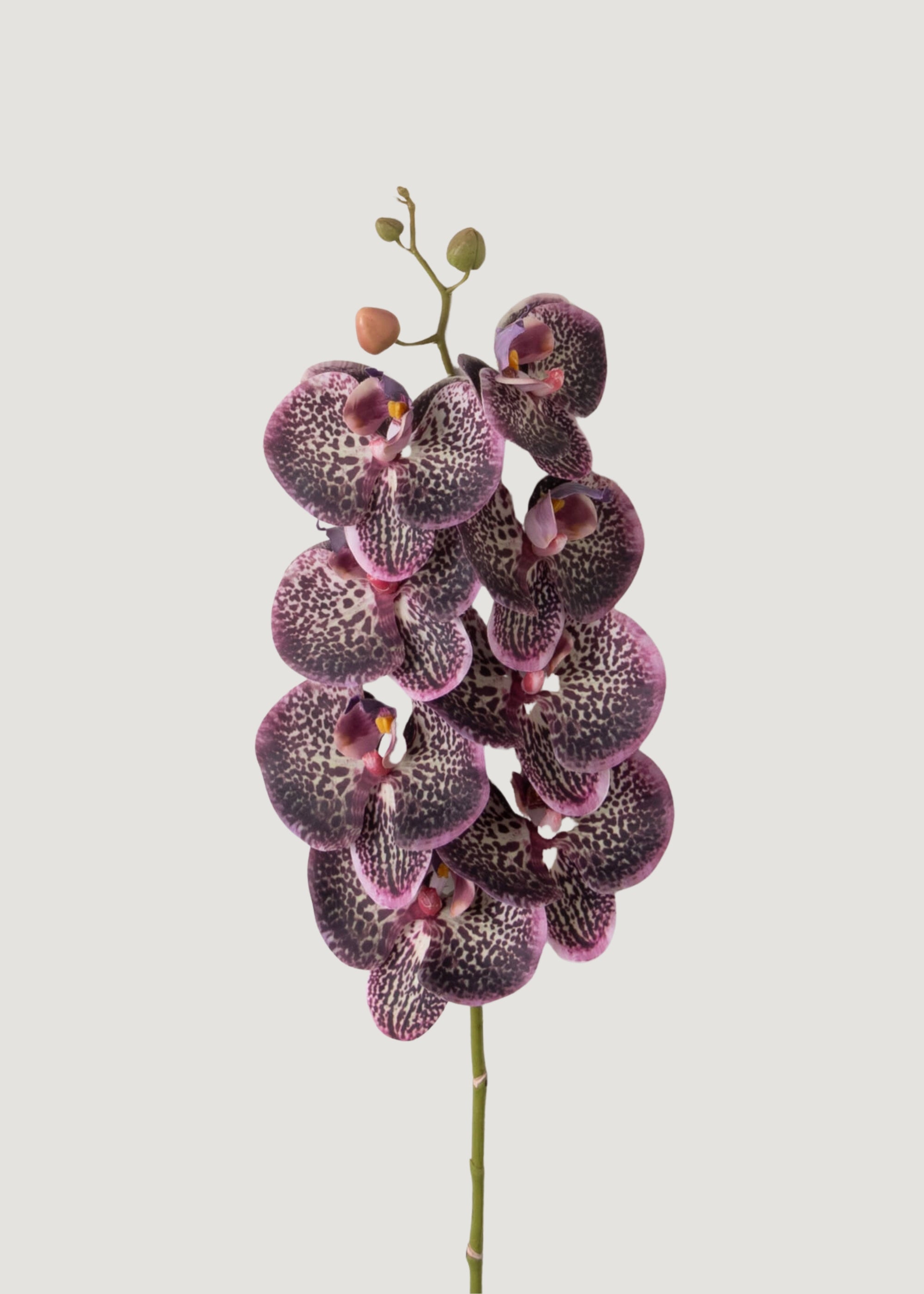 Phalaenopsis Orchid in Plum