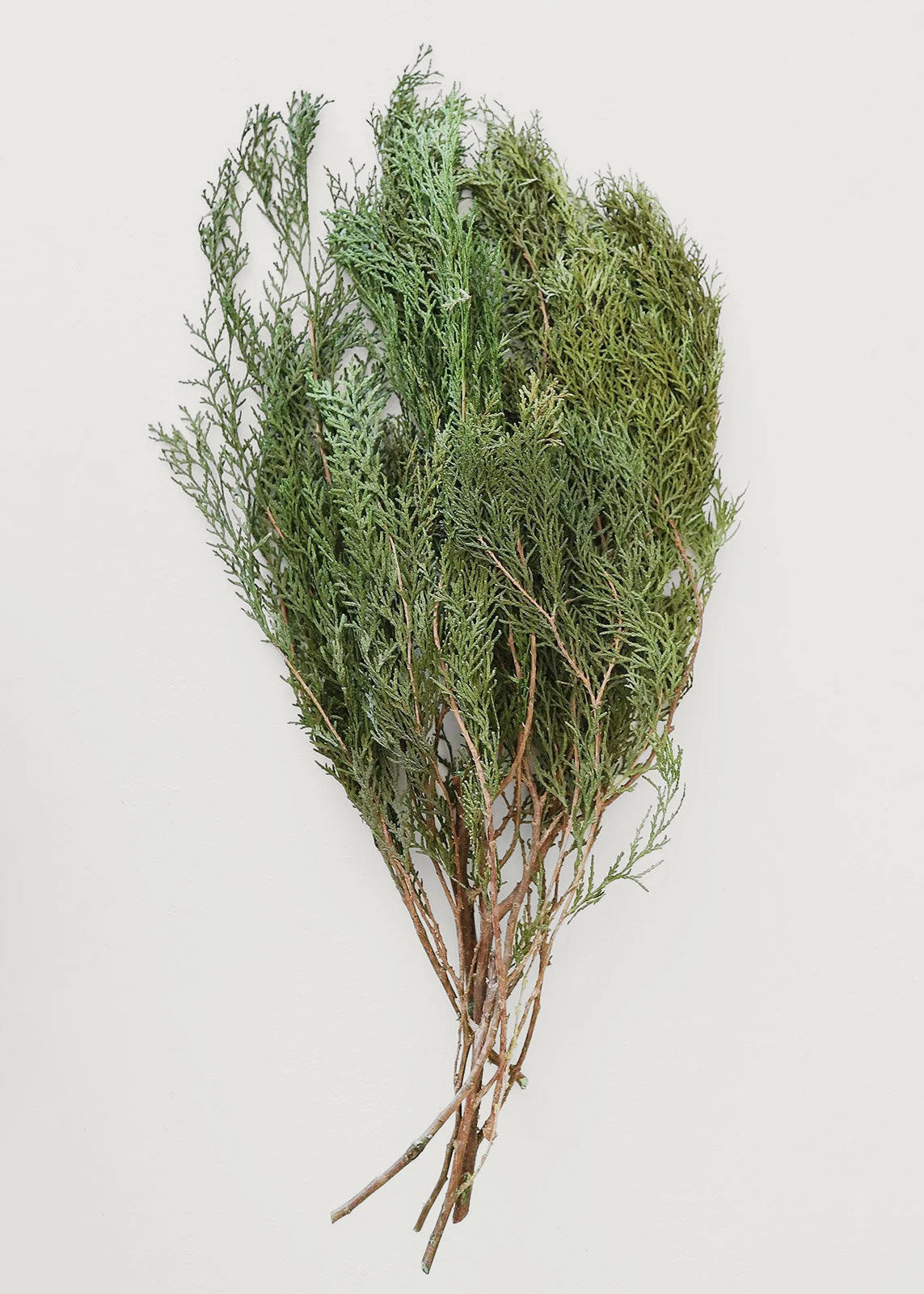 Preserved and Fragrant Cedar Greenery Bundle