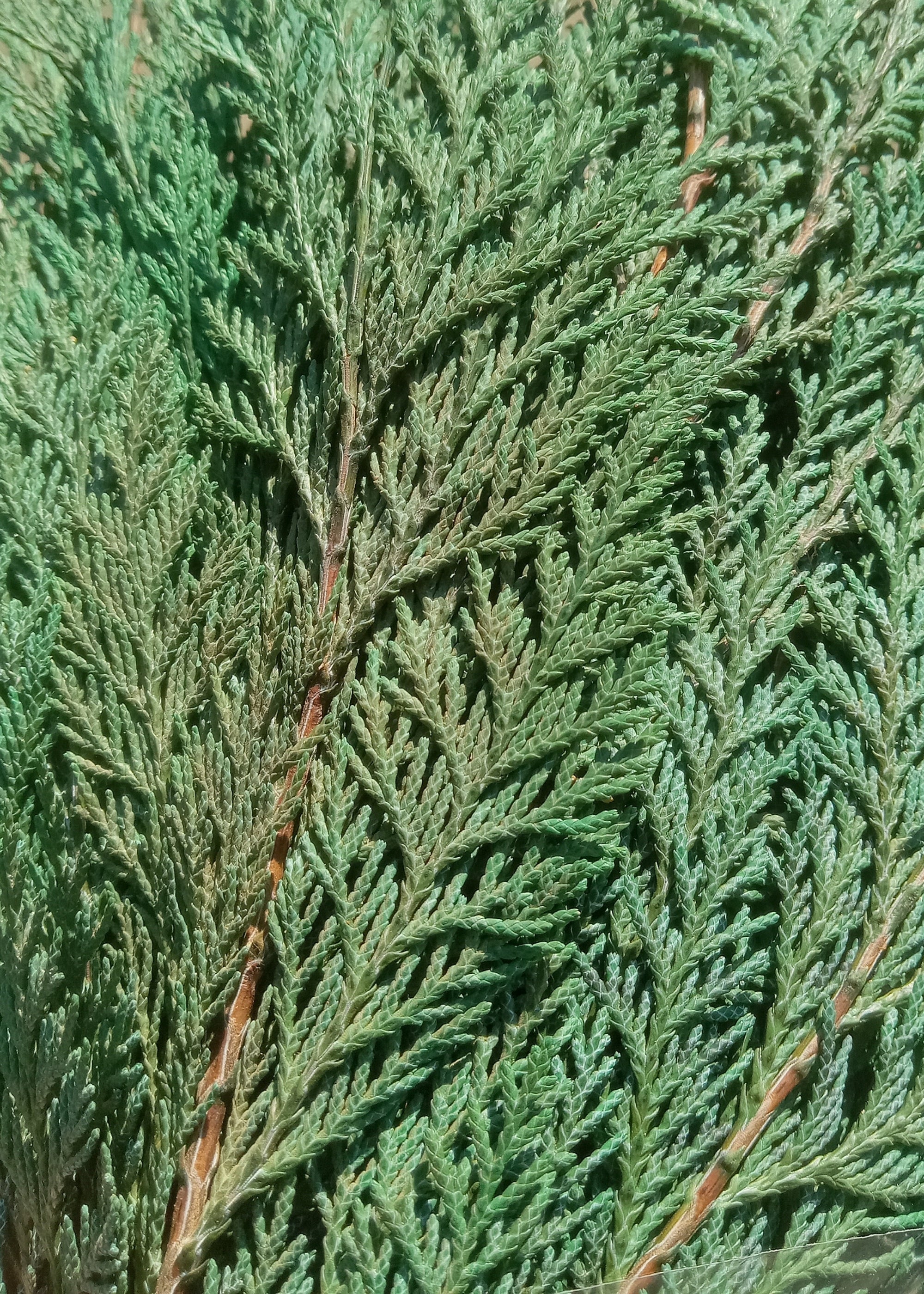 Close-up of Preserved Cedar