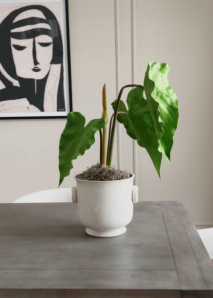 Styling the Potted Alocasia Plant