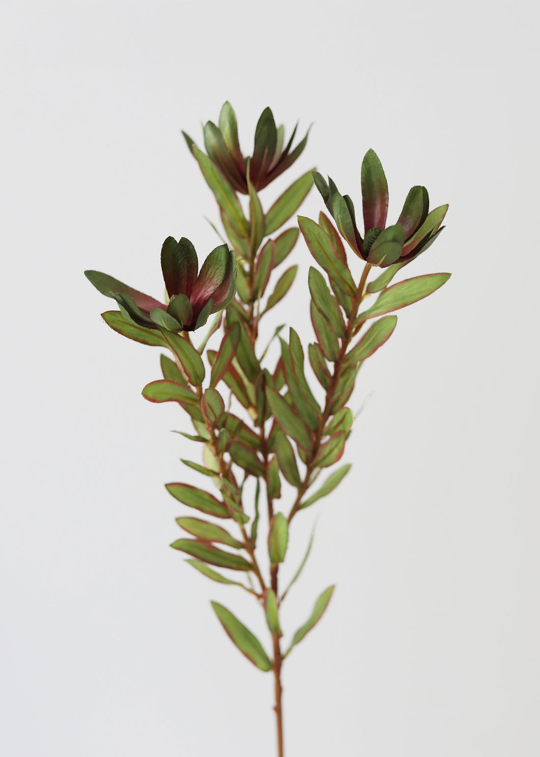 Green Artificial Wild Protea Foliage