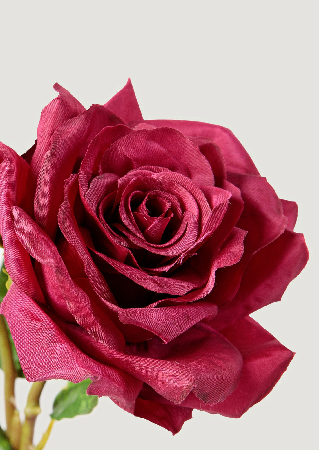 Close-up of the Artificial Dutch Garden Rose in Fuchsia