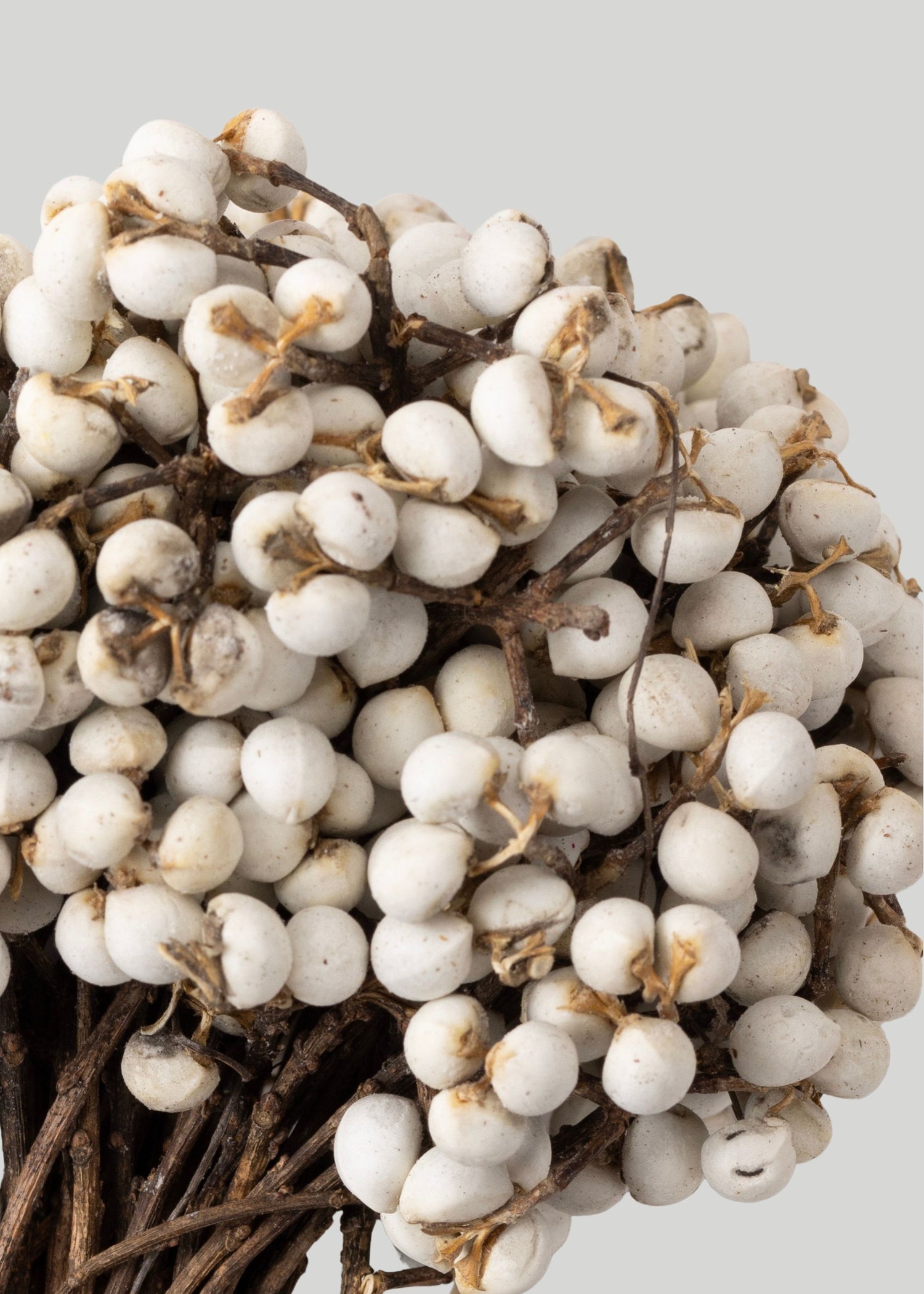 Close-up of White Tallow Berries