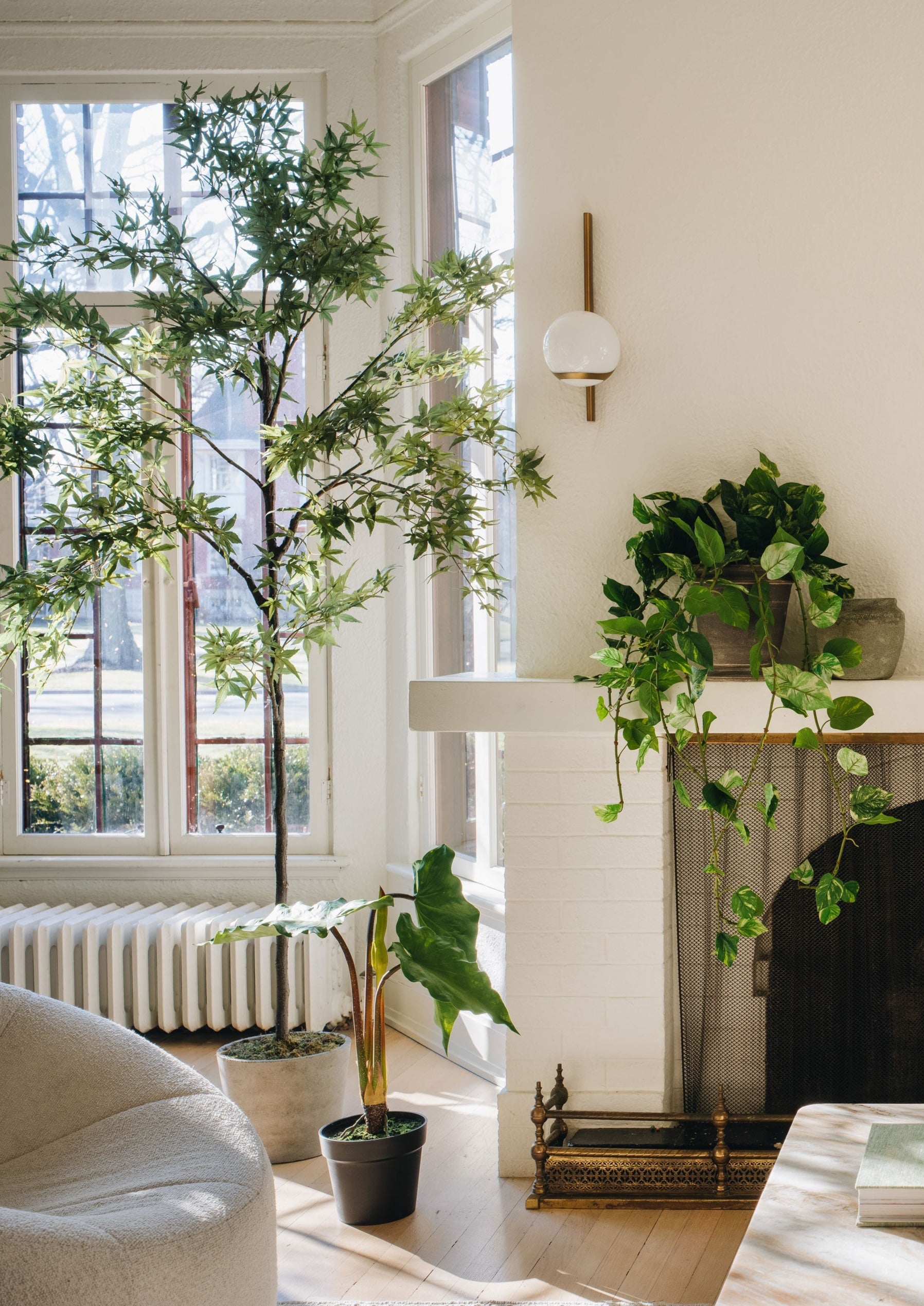 Potted Artificial Alocasia in Living Room