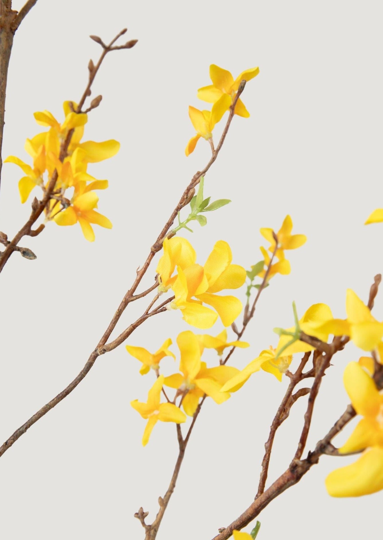 Close-up of Yellow Forsythia Branch