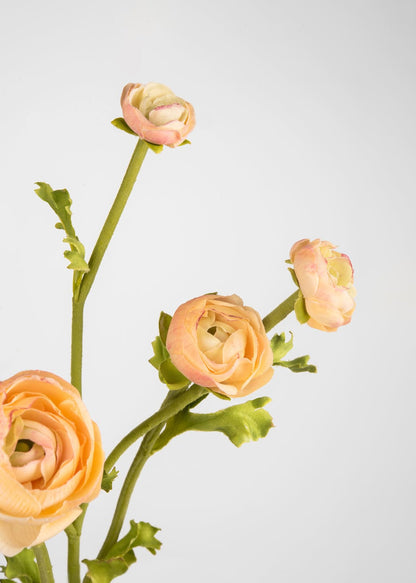 Peach Real Touch Ranunculus Flowers Close Up 