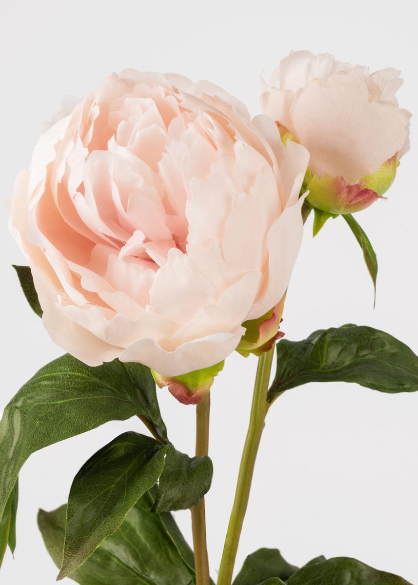 Close Up of Blush Real Touch Peony Flowers