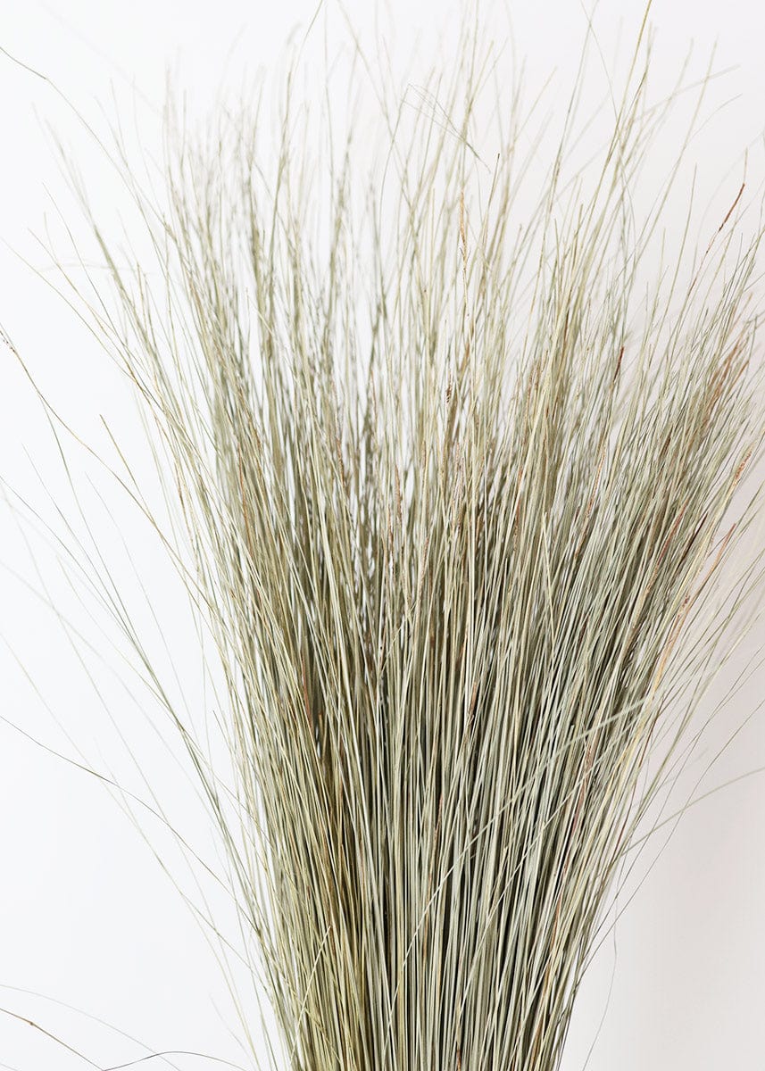 Dried Decor Natural Green Dune Grass at afloral