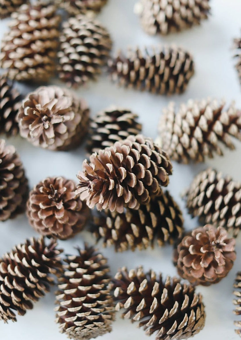 Afloral Bulk Natural Pine Cones