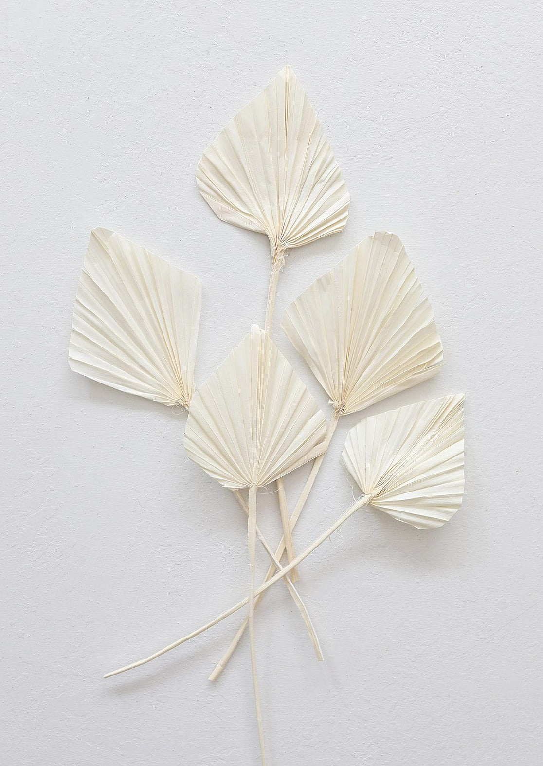 Dried Botanicals Palm Spears in Cream