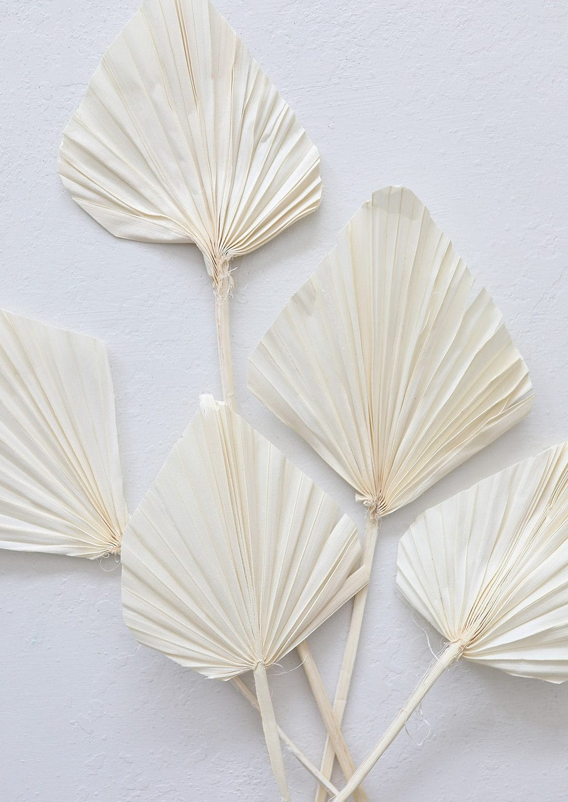 Cream Palm Spears Dried