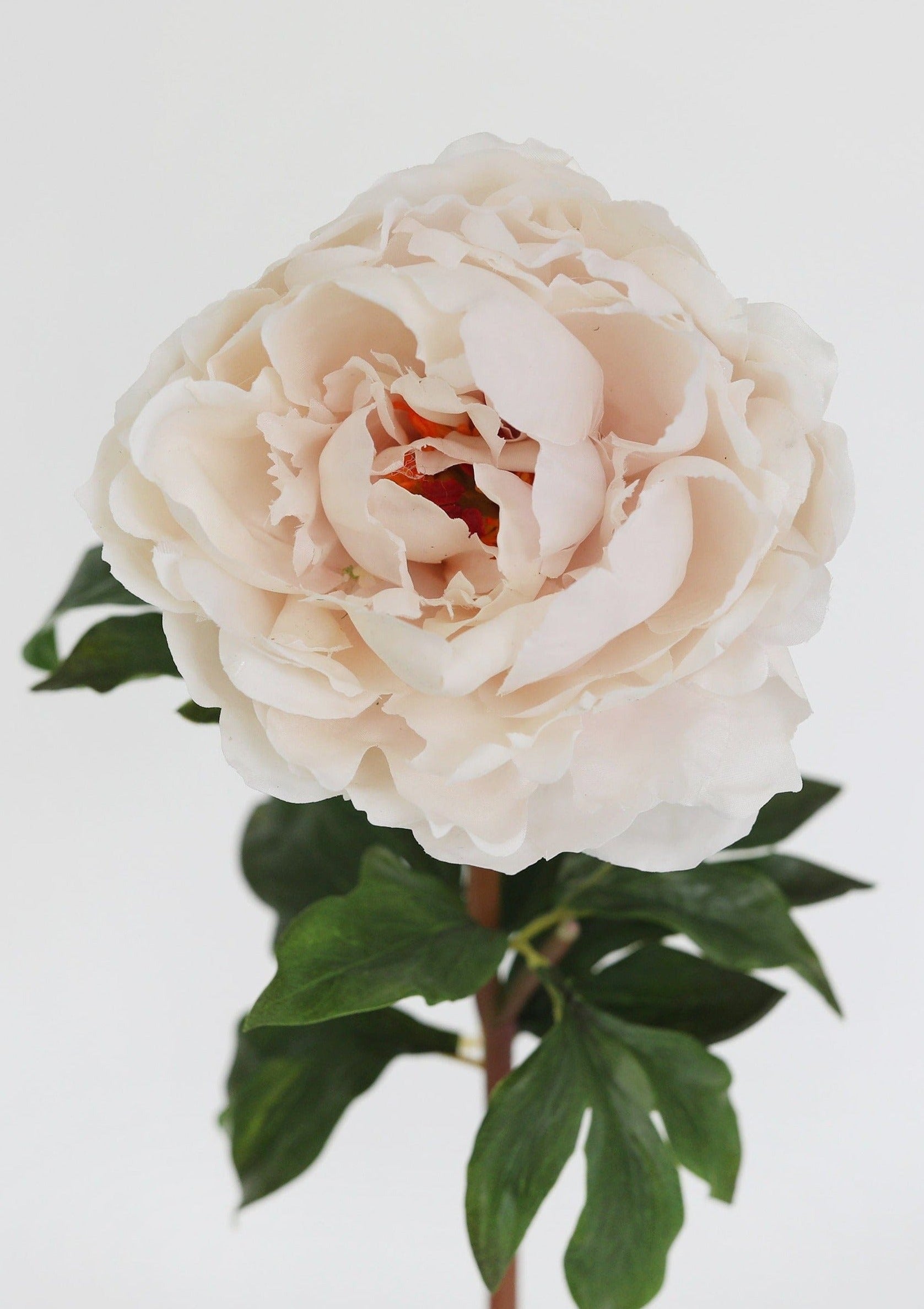 Afloral Tissue Blush Real Touch Open Peony Bloom