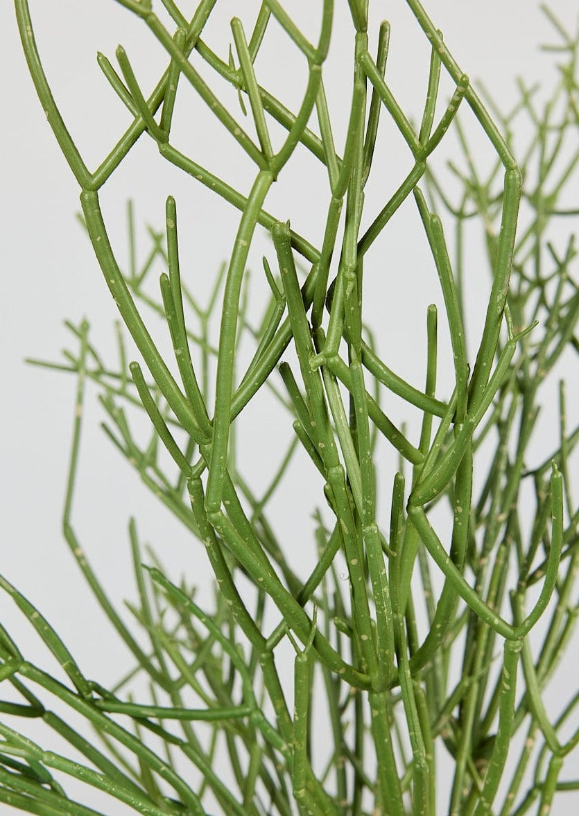 Afloral Close Up View of Green Faux Cactus Plant