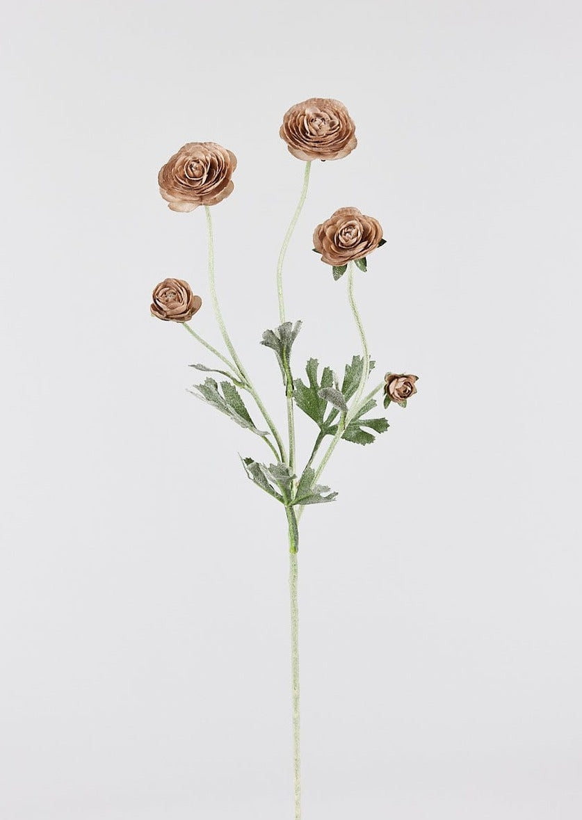 Taupe Beige Ranunculus Flowers Stem