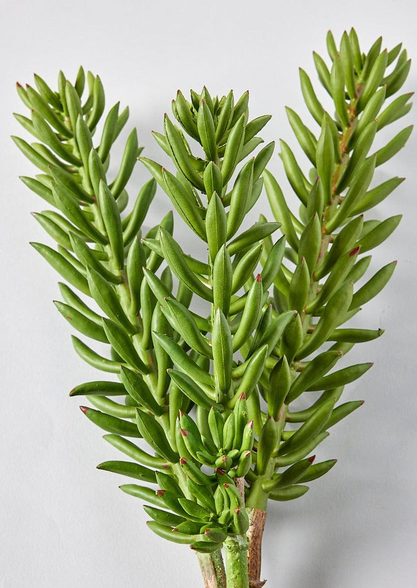 Fake Plants in Green Artificial Succulent Pick