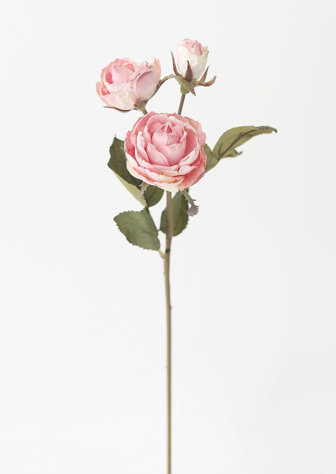 Dusty Pink Dried Look Rose