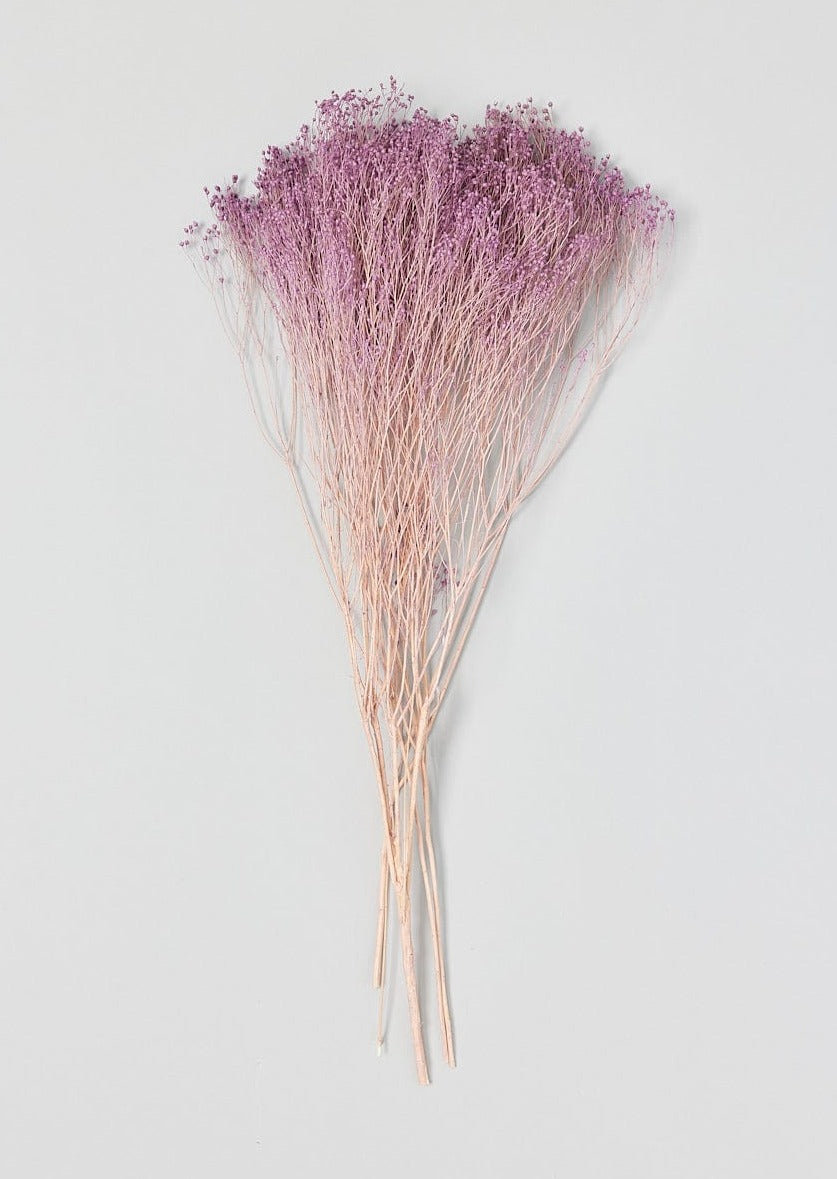 Lilac Preserved Broom Bloom Flower Bundle - 15-19