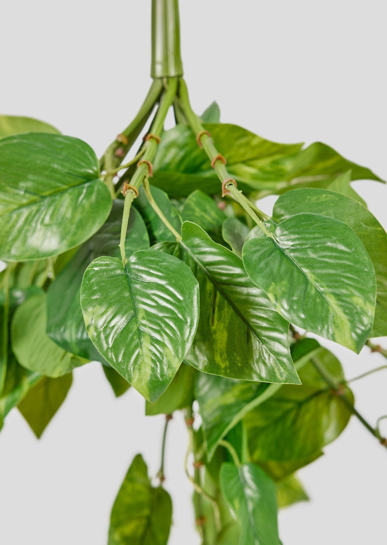 Close Up of Leaves in Faux Hanging Pothos Plant