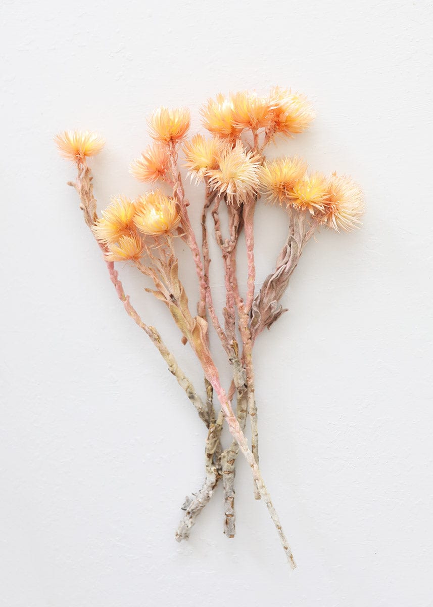 Dried Peach Silver Daisy Flowers - 10-13