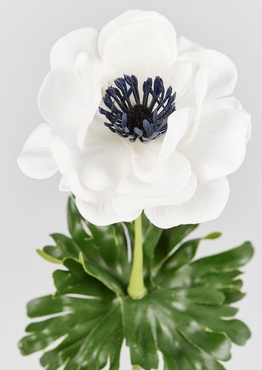 Close Up of Navy Blue Centered White Anemone Stem