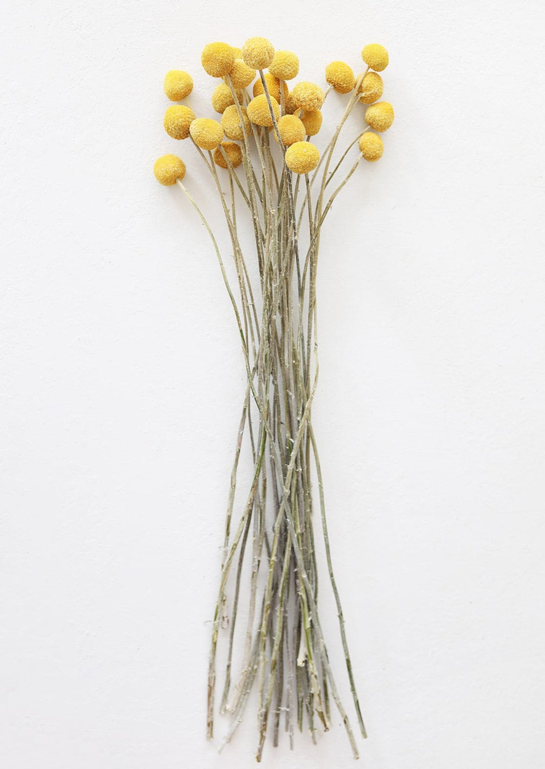 Dried Flowers Golden Yellow Billy Button Bundle
