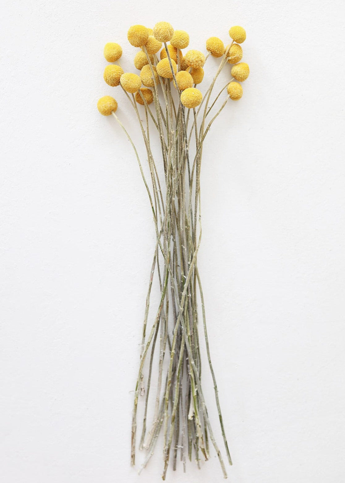 Dried Flowers Golden Yellow Billy Button Bundle