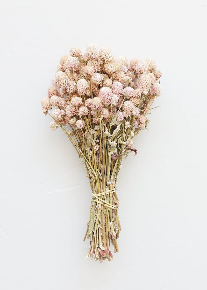 Dried Flowers in Pink Globe Amaranth Bundle at afloral