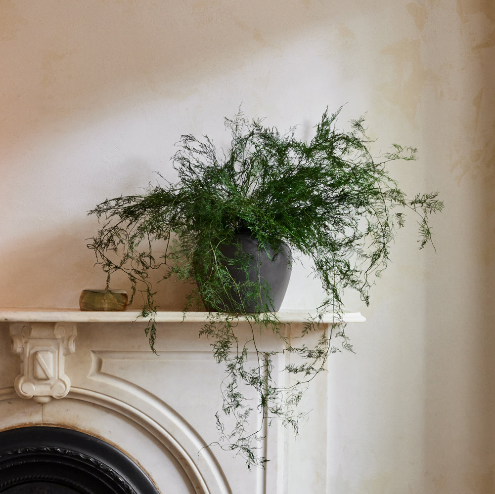 How to Care for Dried Flowers