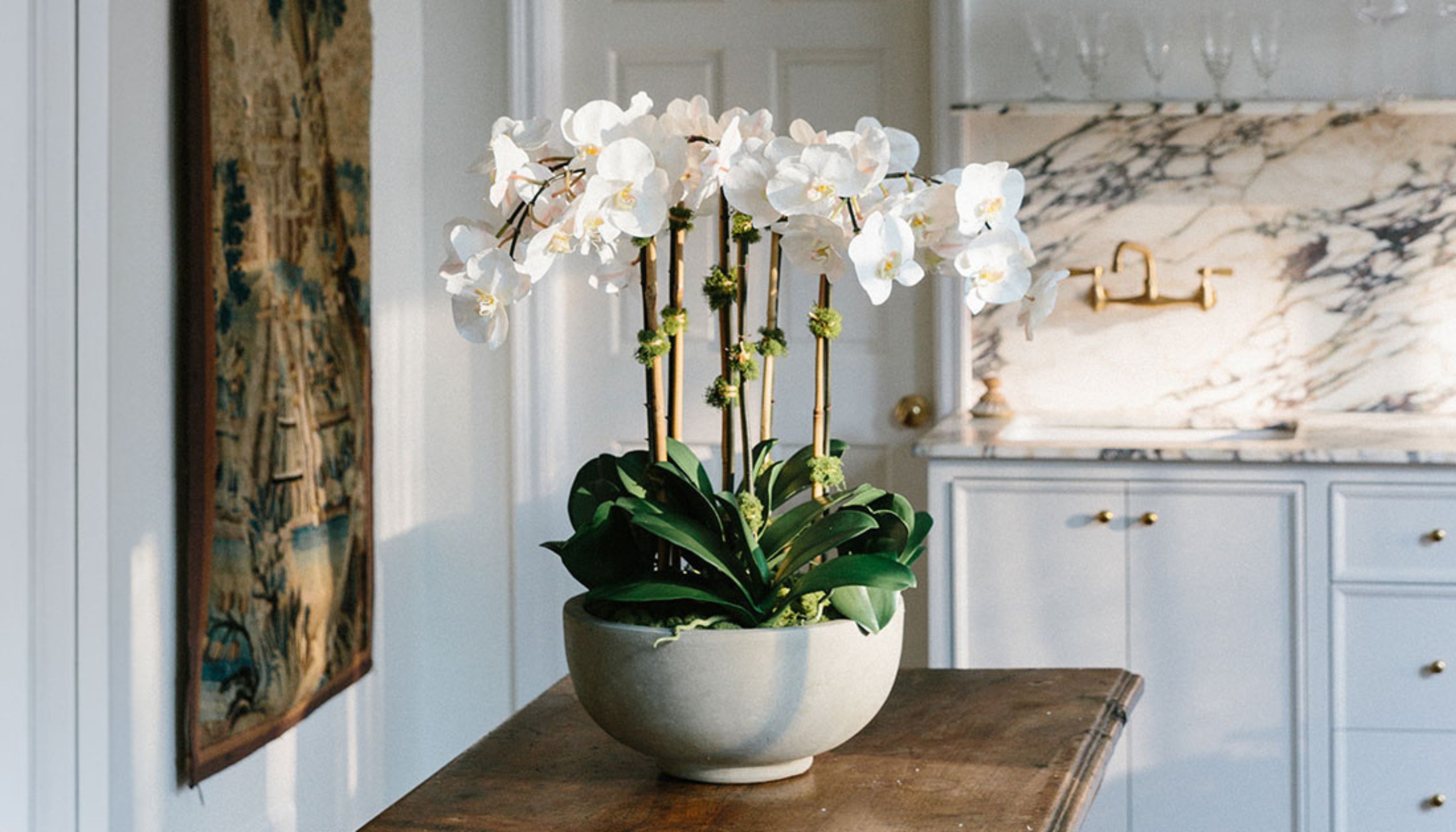 Styling your home with tropical plants