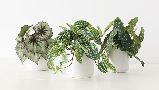 Fake Plants and Artificial Plants in Home Decor