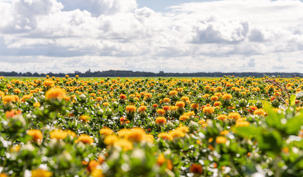 Lamboo Dried Flower Farm