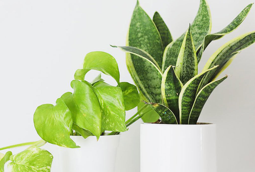 Live houseplants in white pots.