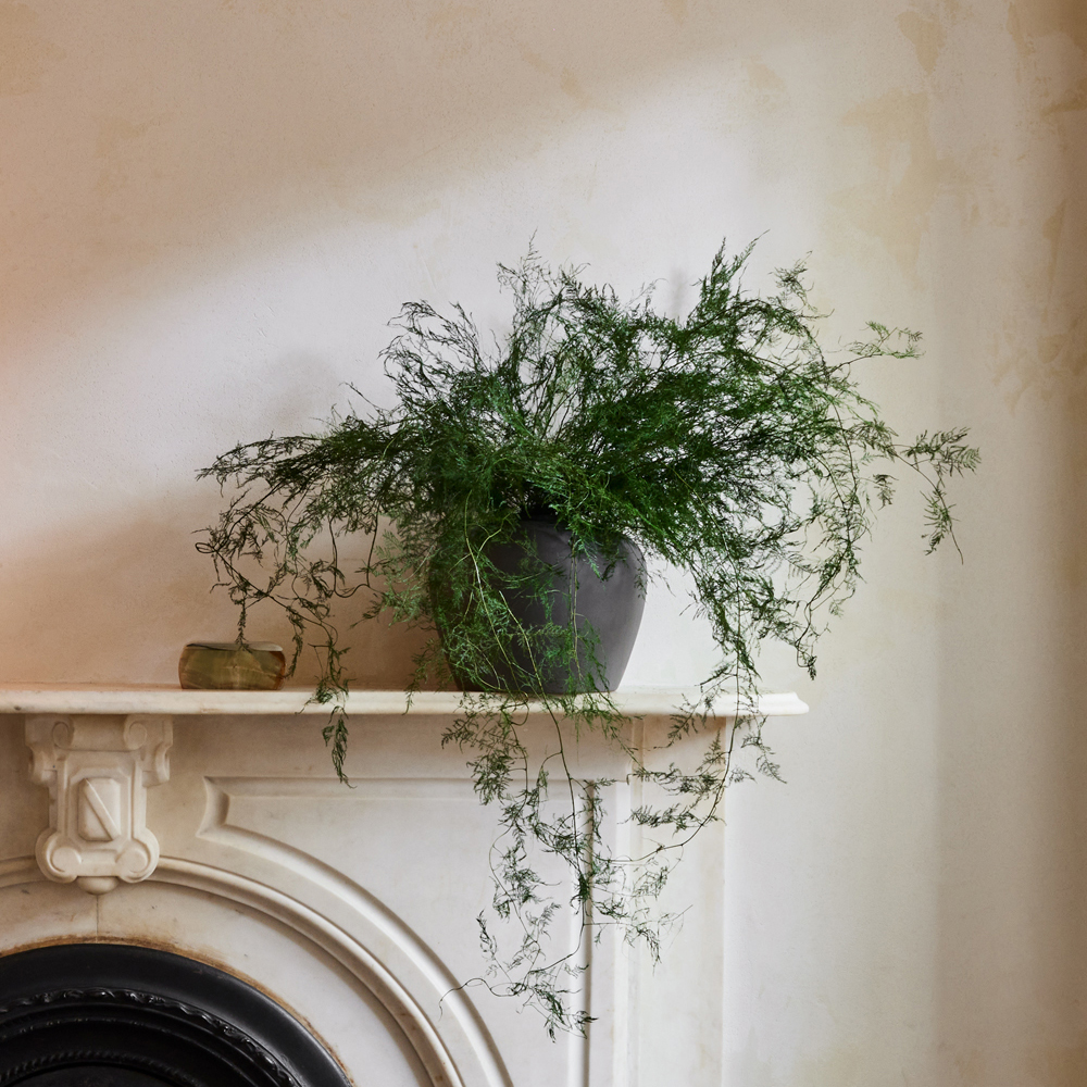 Preserved fern plants and dried grasses at Afloral