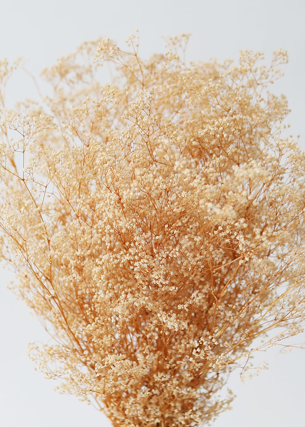 Natural Beige Preserved Wild Gypsophila Flower Bunch - 24"