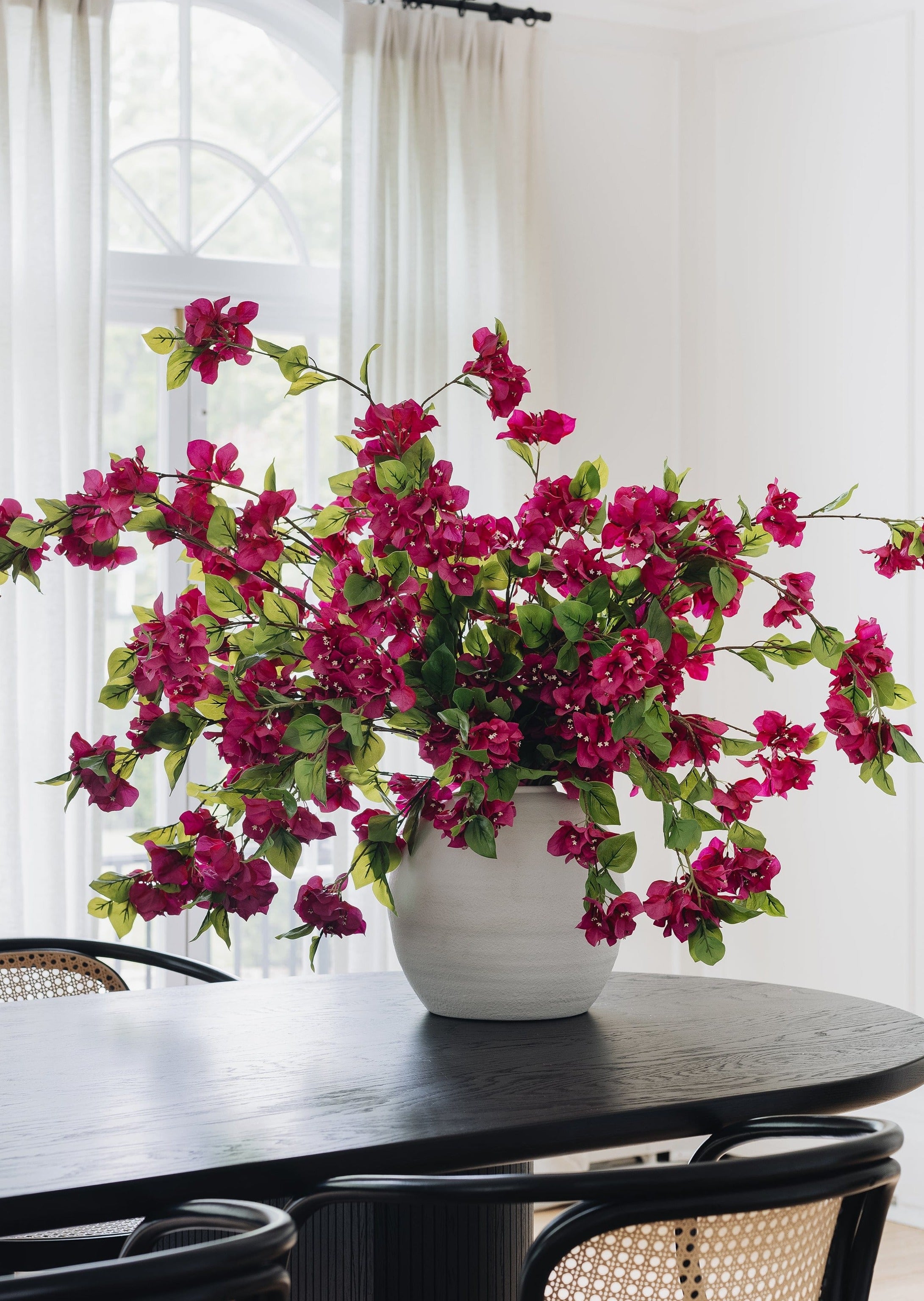 Bougainvillea stem