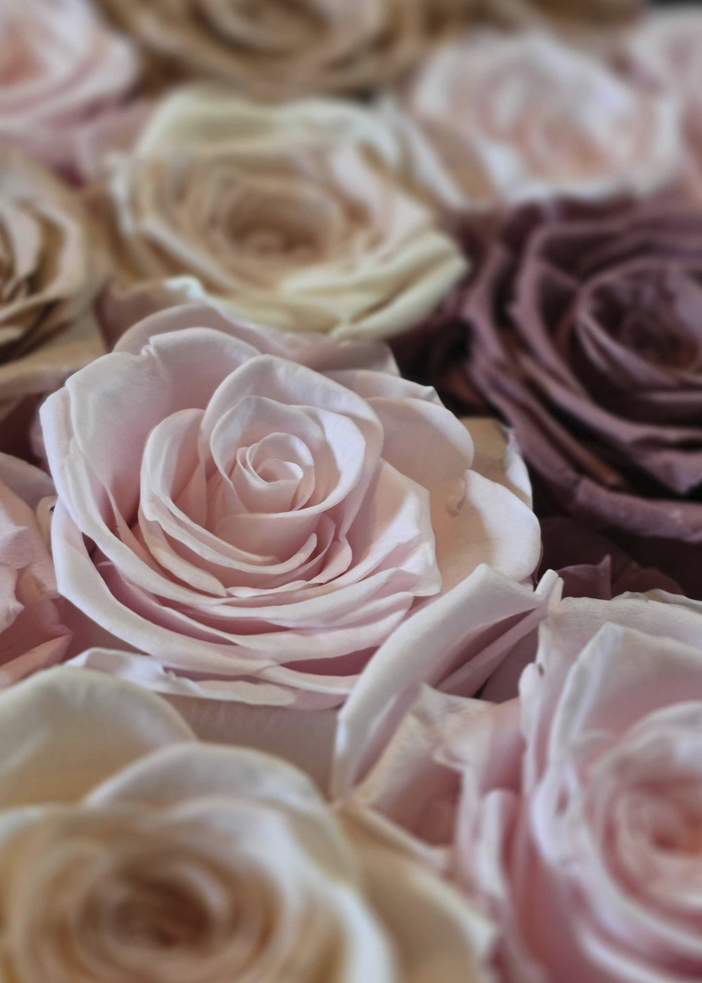 Close-up of pink and purple roses with a soft focus background