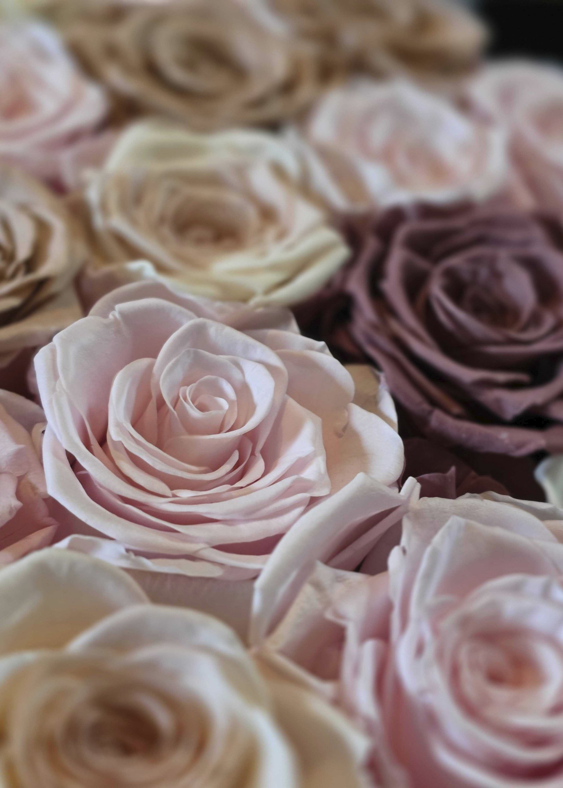 Close-up of pink and purple roses with a soft focus background