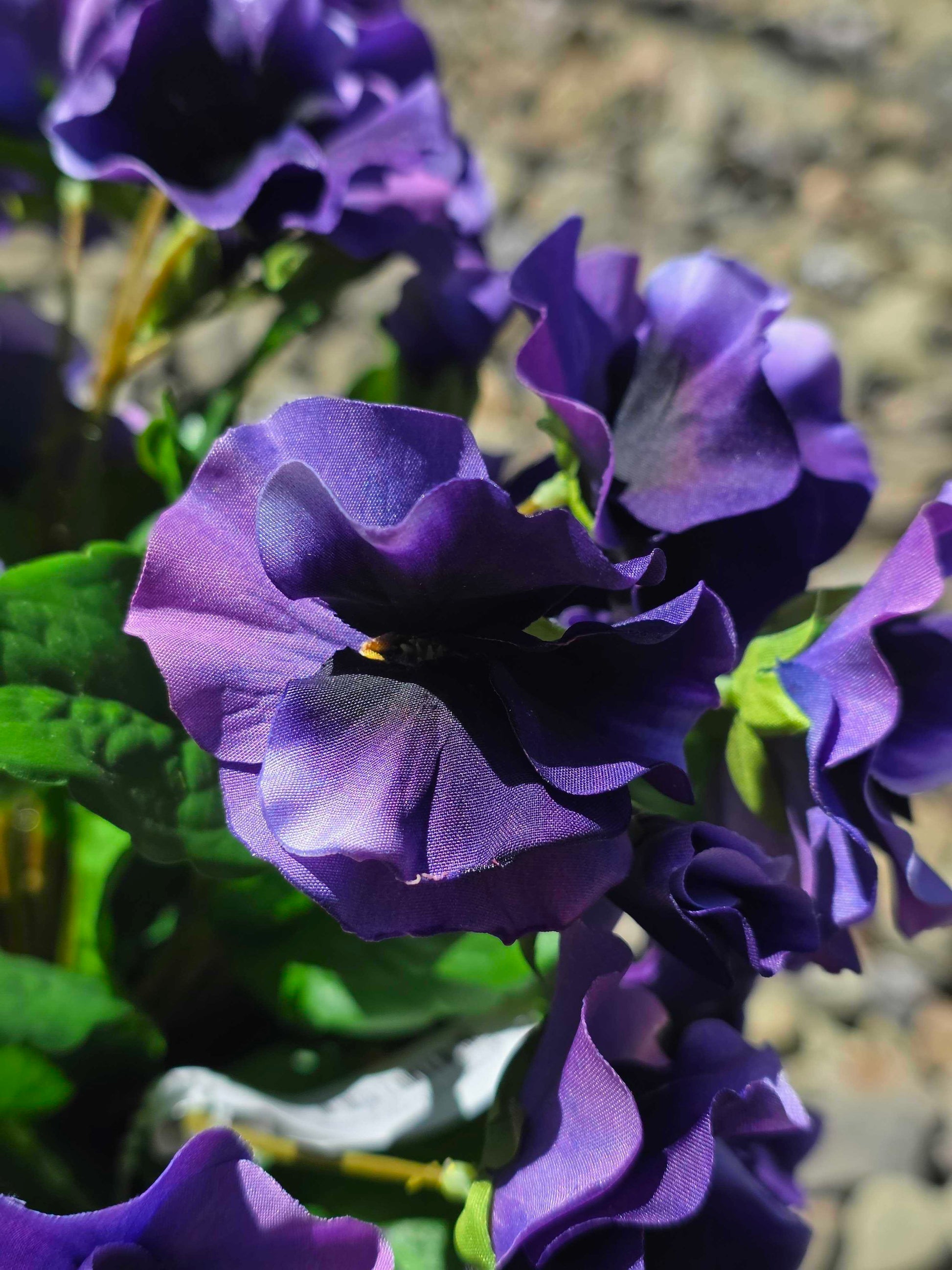 Purple pansy close up