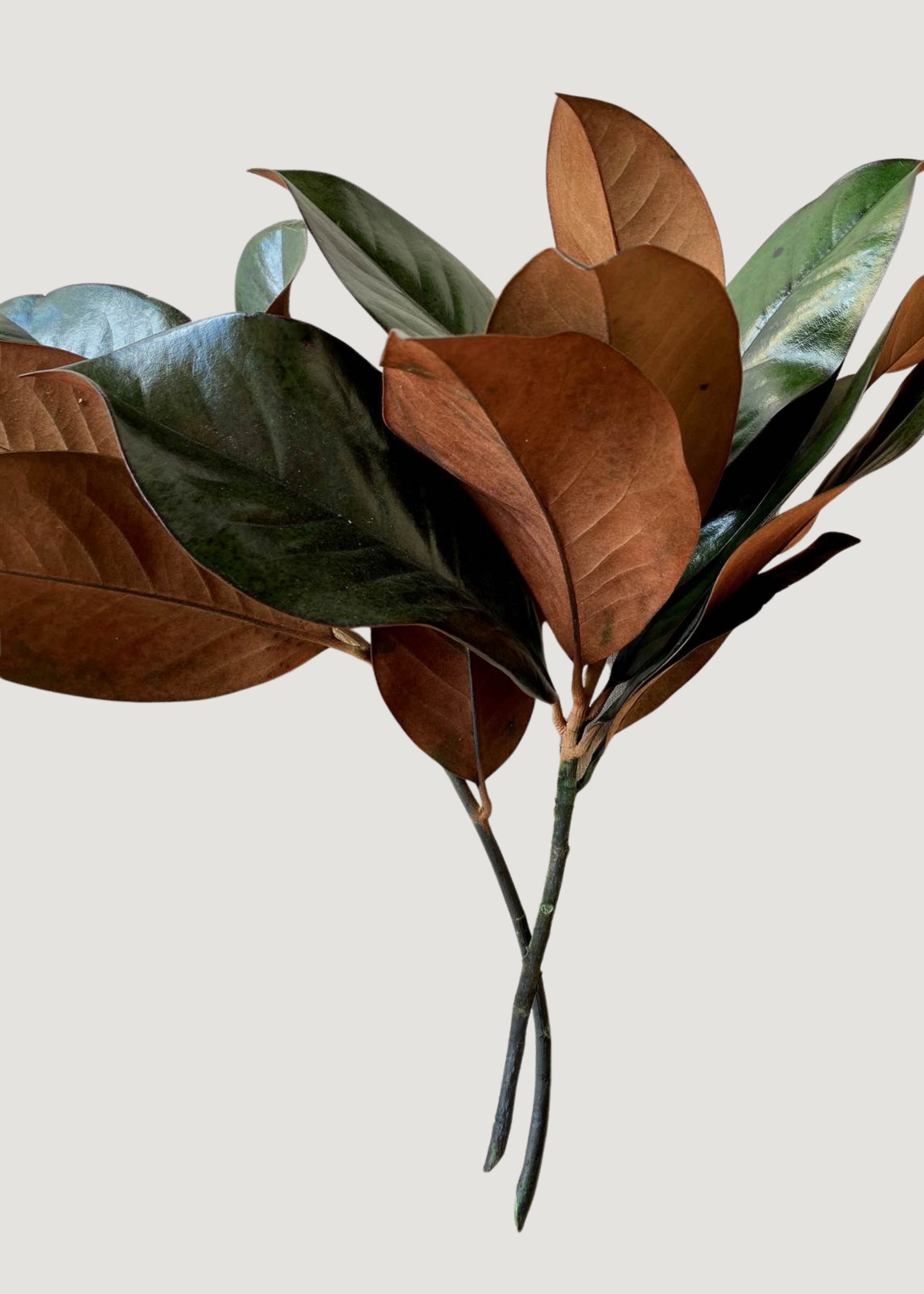 Bundle of 3 Green Preserved Magnolia Leaf Stems