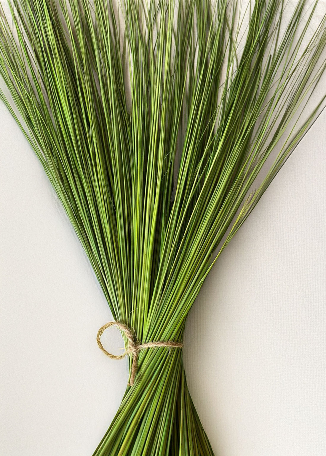 Green Dried Fountain Grass