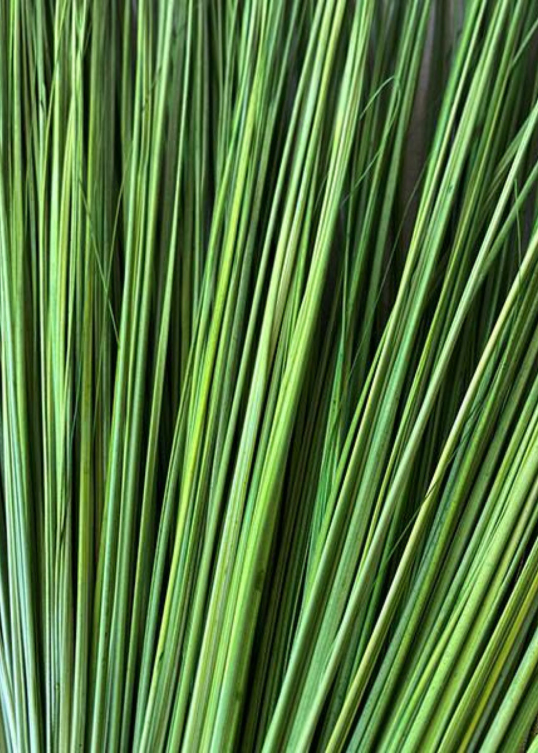 Close-up of Green Dried Fountain Grass